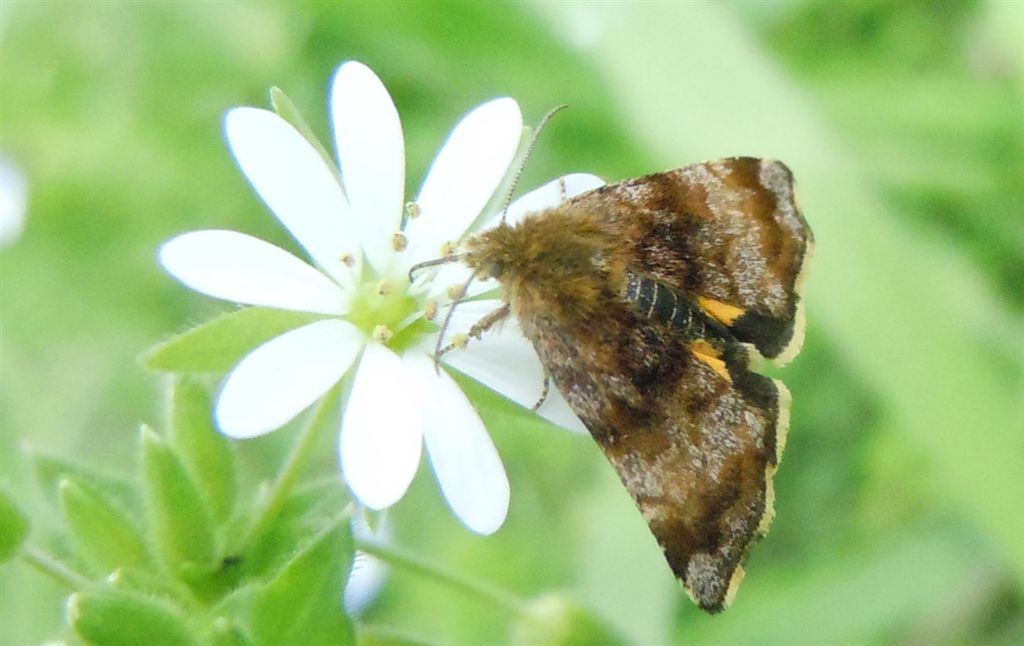 Sconosciuta - Panemeria tenebrata